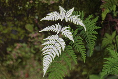 Aleuritopteris krameri