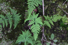 Aleuritopteris krameri