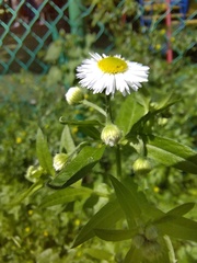 Erigeron