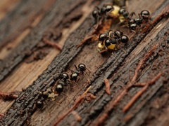 Myrmecina