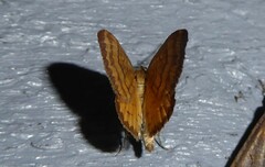 Asaphodes abrogata