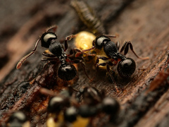 Myrmecina
