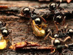 Myrmecina
