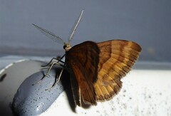 Asaphodes abrogata