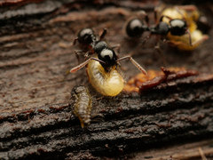Myrmecina