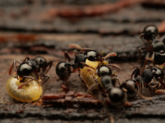 Myrmecina