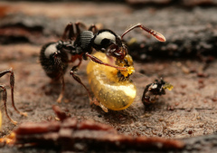 Myrmecina