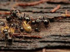 Myrmecina