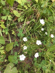 Heliosperma pusillum