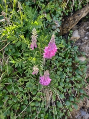 Hedysarum hedysaroides