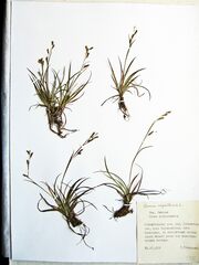 Carex capillaris