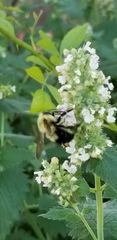 Bombus bimaculatus