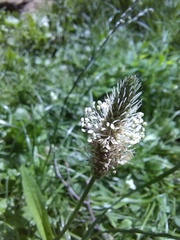 Plantago lanceolata