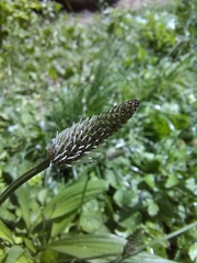 Plantago lanceolata