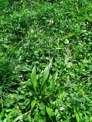 Plantago lanceolata