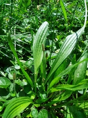 Plantago lanceolata