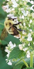Bombus bimaculatus