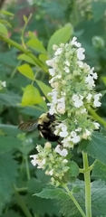 Bombus bimaculatus