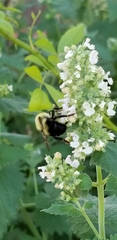 Bombus bimaculatus
