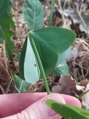 Oxalis