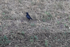 Corvus corone