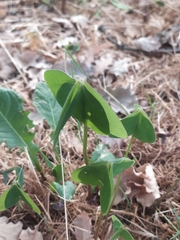 Oxalis