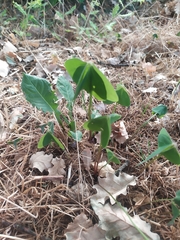 Oxalis