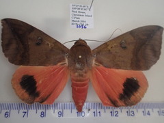Thyas miniacea