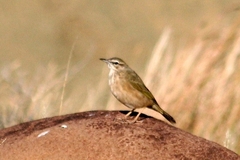 Anthus crenatus