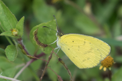Eurema brigitta