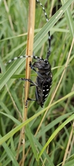 Anoplophora glabripennis