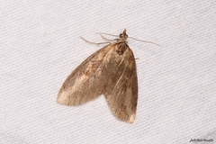 Chesias isabella