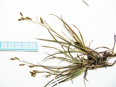 Carex capillaris