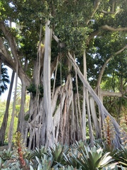 Ficus macrophylla columnaris