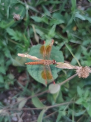 Brachythemis contaminata