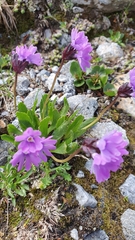Primula glutinosa