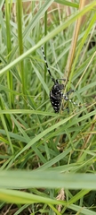 Anoplophora glabripennis