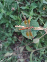 Brachythemis contaminata