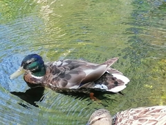 Anas platyrhynchos