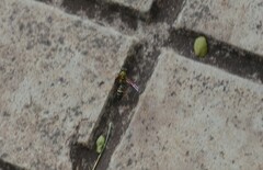 Polistinae