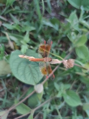 Brachythemis contaminata