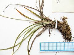 Carex capillaris