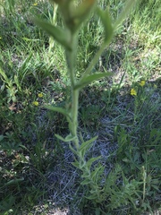 Castilleja applegatei viscida