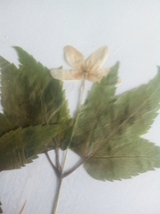 Anemonoides trifolia