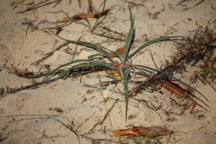 Tragopogon ucrainicus