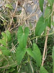 Dioscorea japonica