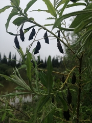 Nymphalis xanthomelas