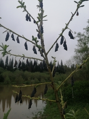 Nymphalis xanthomelas