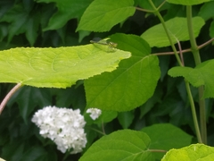 Erythromma viridulum