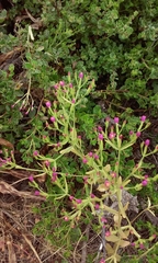 Zeltnera muehlenbergii